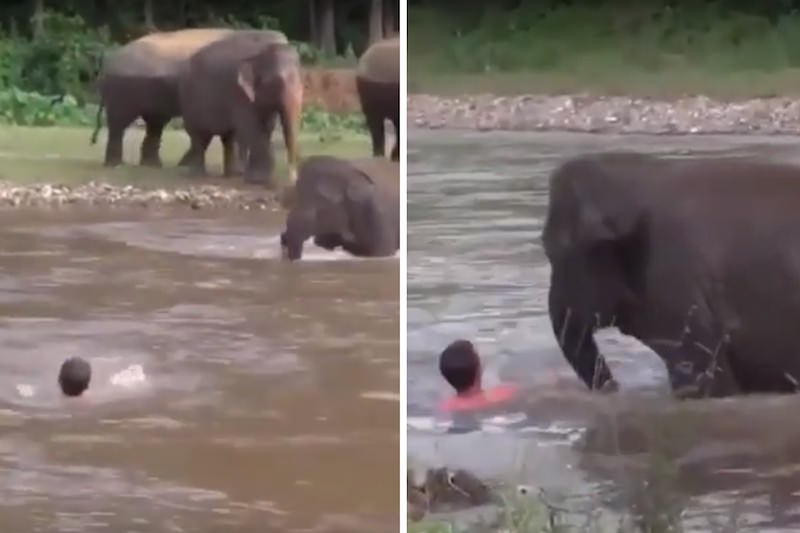 Чуткий слоненок бросился спасать человека и умилил сети 