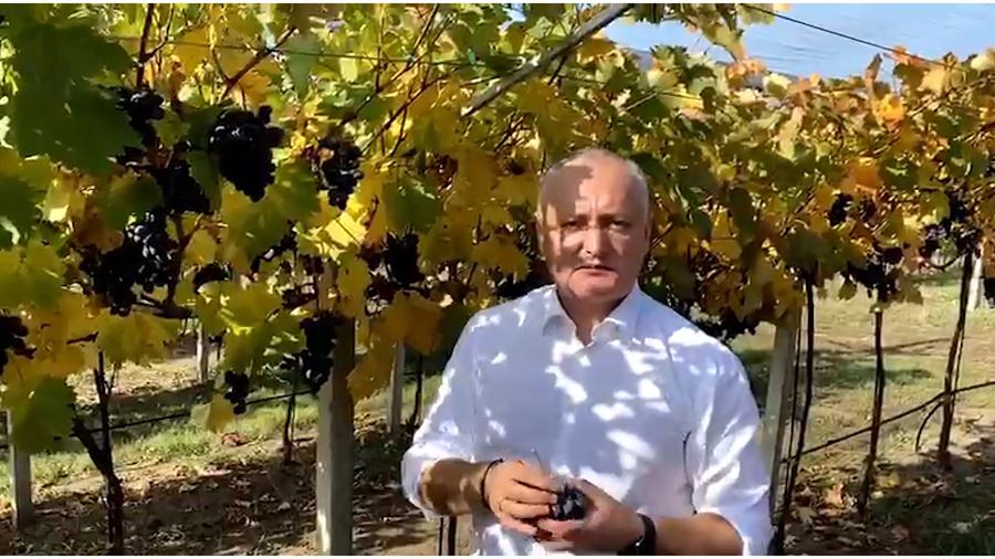 Президент Молдавии по-русски обратился к россиянам с просьбой покупать молдавский виноград 