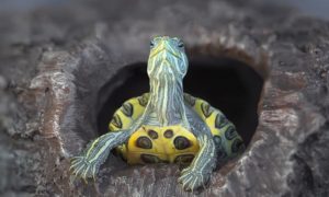 В оренбургском гараже жили тысячи черепах