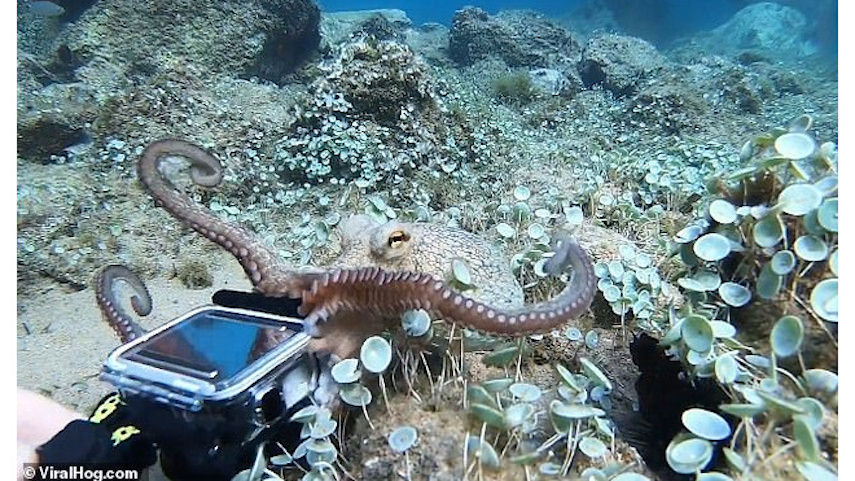 Такая штучка самому нужна: осьминог отобрал камеру у ныряльщика Такая штучка самому нужна: осьминог отобрал камеру у ныряльщика
