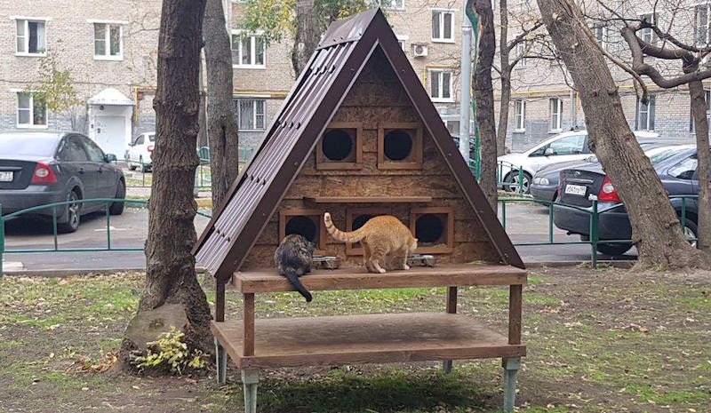 Перед зимой дворовым животным в Москве построили "Кошкин дом"