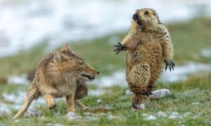 Фото перепуганного сурка произвело фурор