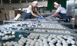 В России появились яйца с дополненной реальностью