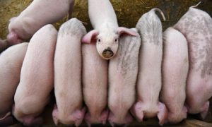 Обеспокоенный отец предложил 300 свиней за женитьбу на дочери