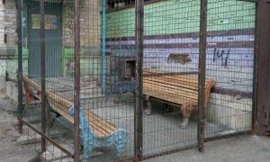 В Невинномысске нашли  двор, обнесенный решеткой