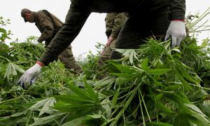 90-летнего российского профессора осудили за хранение семян конопли для рыбалки