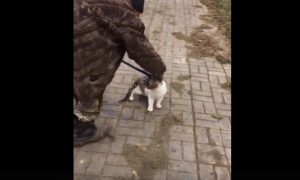 В Астрахани спасли кота, примерзшего к тонкому льду канала на набережной