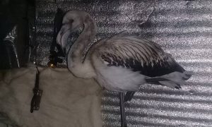 В Якутию впервые за 50 лет прилетел фламинго