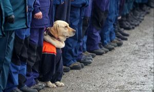 В России создадут приют для собак-ветеранов МЧС
