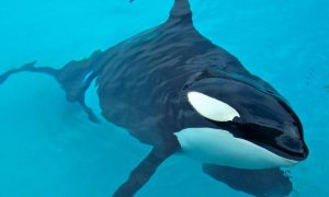 Косаток хотят внести в Красную книгу России