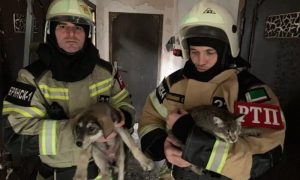 Пожарные в Чечне спасли 170 кошек и собак из горящего приюта