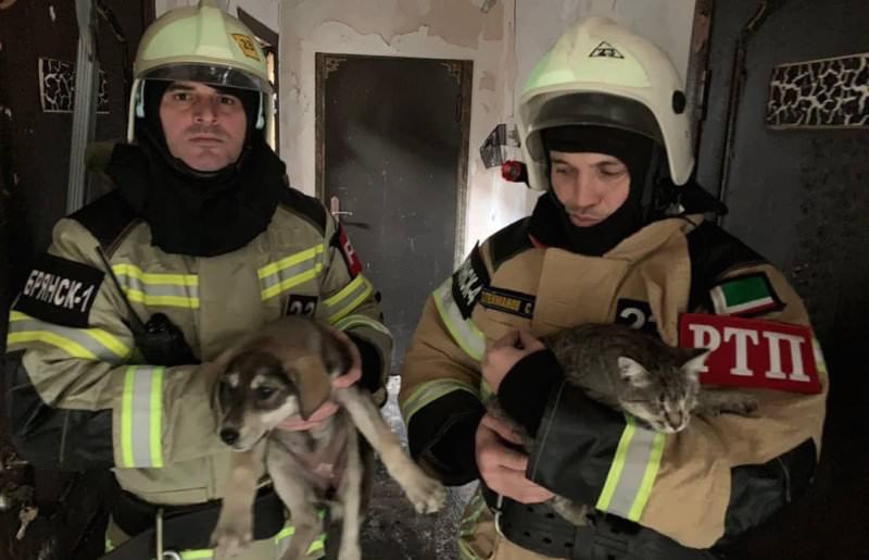 Пожарные в Чечне спасли 170 кошек и собак из горящего приюта 