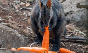 В Австралии пострадавшим от пожаров животным сбросили с вертолетов тонны моркови
