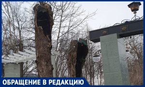 Деревья уничтожают в центре Москвы, где и так нечем дышать, пожаловались горожане
