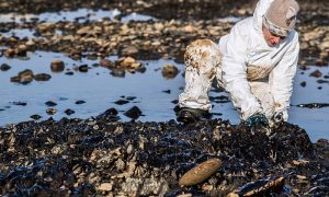 Загрязненные миллиарды: ущерб природе России от нефтепродуктов за год увеличился в пять раз
