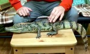 Художнику из Красноярска заплатили за работу живым крокодилом