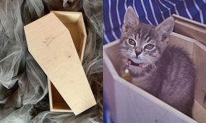 «Мосгоркошгроб»: в Москве организовали продажу гробов для котиков