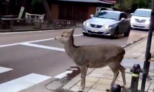 Трудно быть пешеходом, когда за рулем невоспитанные олени