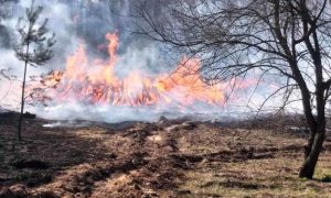 Из-за лесных пожаров в  Чернобыльской зоне уровень радиации превышен в 16,5 раз