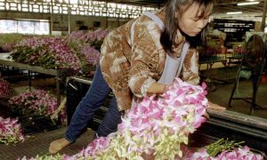 Миллионы орхидей уничтожены из-за пандемии коронавируса