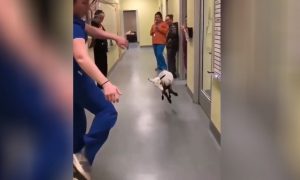 Смешные танцы медсестры с козочкой позабавили соцсети