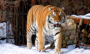 Российская компания решила помочь тиграм, которых взял под защиту Путин