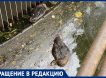Второй год подряд утки в калиниградском озере гибнут из-за мусора в воде, рассказали очевидцы