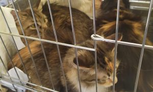 Чудом выжившие: в Ессентуках кошки два года были заперты в квартире без хозяйки