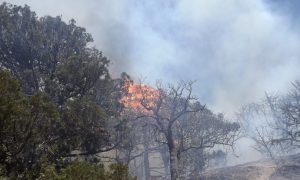 Что осталось после катастрофического пожара на Утрише