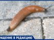 Гигантские ядовитые слизни заполоняют центр Москвы