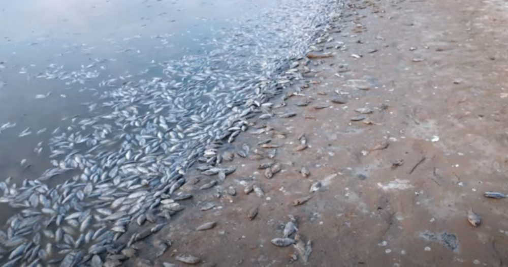 Свинцов и вода. Мор рыбы в Волгограде. Свинец в воде. Мор рыбы в Волгоградской области. Экологические бедствия в Калмыкии.