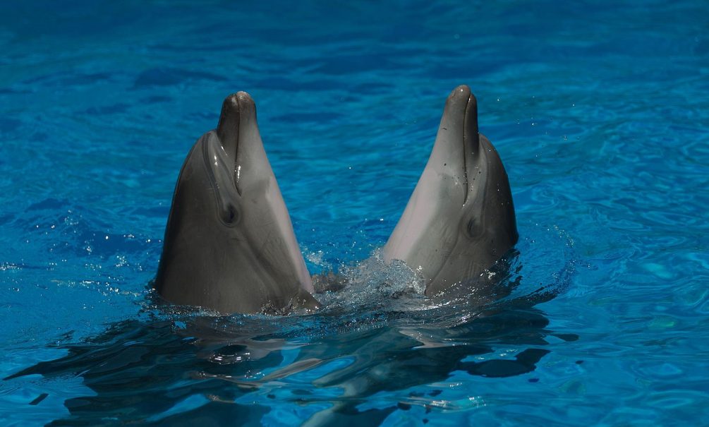 Стая диких дельфинов подплыла к отдыхающим на расстояние вытянутой руки в Анапе 