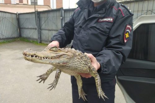«Гоше холодно, нужно в Сочи»: бывший зек просит полицию отпустить его с крокодилом на юг