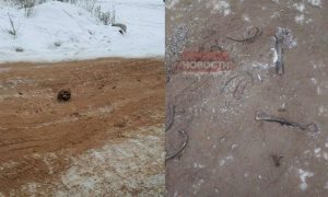 Черепом по гололеду: иркутские коммунальщики посыпали дорогу человеческими костями
