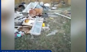 «Горы мусора и мертвый скот»: люди показали стихийные свалки в окрестностях Волгодонска
