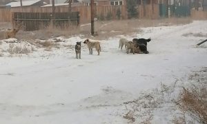 «Все покусано до костей, глазные яблоки наружу»: стая собак обглодала девушку в Улан-Удэ, а власти бессильны