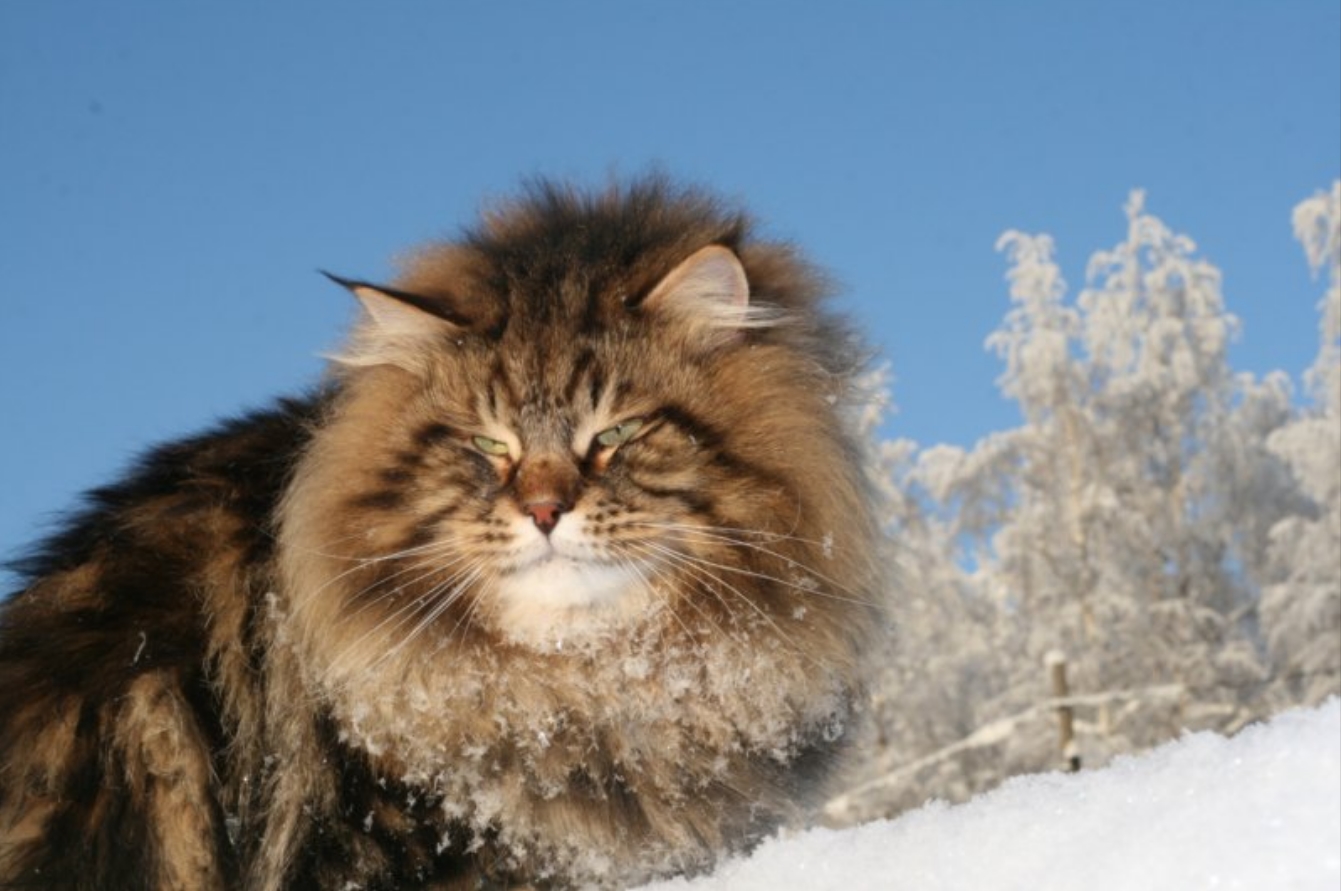 Сибиряк это. Сибирский кот Уссури. Сибирский Лесной кот. Порода Сибиряк. Сибирская длинношерстная кошка.
