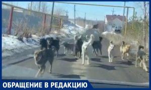 Тысячи бродячих собак заполонили Саратов. Стаи нападают на детей, власти бездействуют, рассказали очевидцы