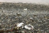 В Краснодарском крае экологическая катастрофа – берега Черного моря усеяны трупами птиц и животных