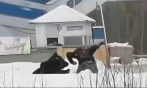 Медведица устроила охоту на людей на улицах Нижневартовска