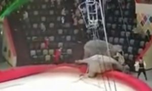 Опубликовано видео слонового побоища в казанском цирке