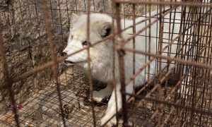 Для новых «смертоносных пандемий»: в Китае обнаружили «вирусные фабрики» с животными