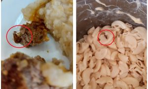 В детском саду Ростова-на-Дону малышам подавали котлеты с тараканами