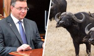Глава Ставрополья под нависшей угрозой отставки «отжимает» земли у студентов-аграриев под буйволиную ферму