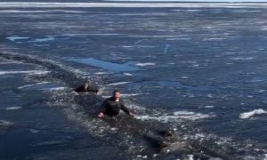 Рискуя жизнью, двое мужчин спасли собак, провалившихся под лед в Петрозаводске