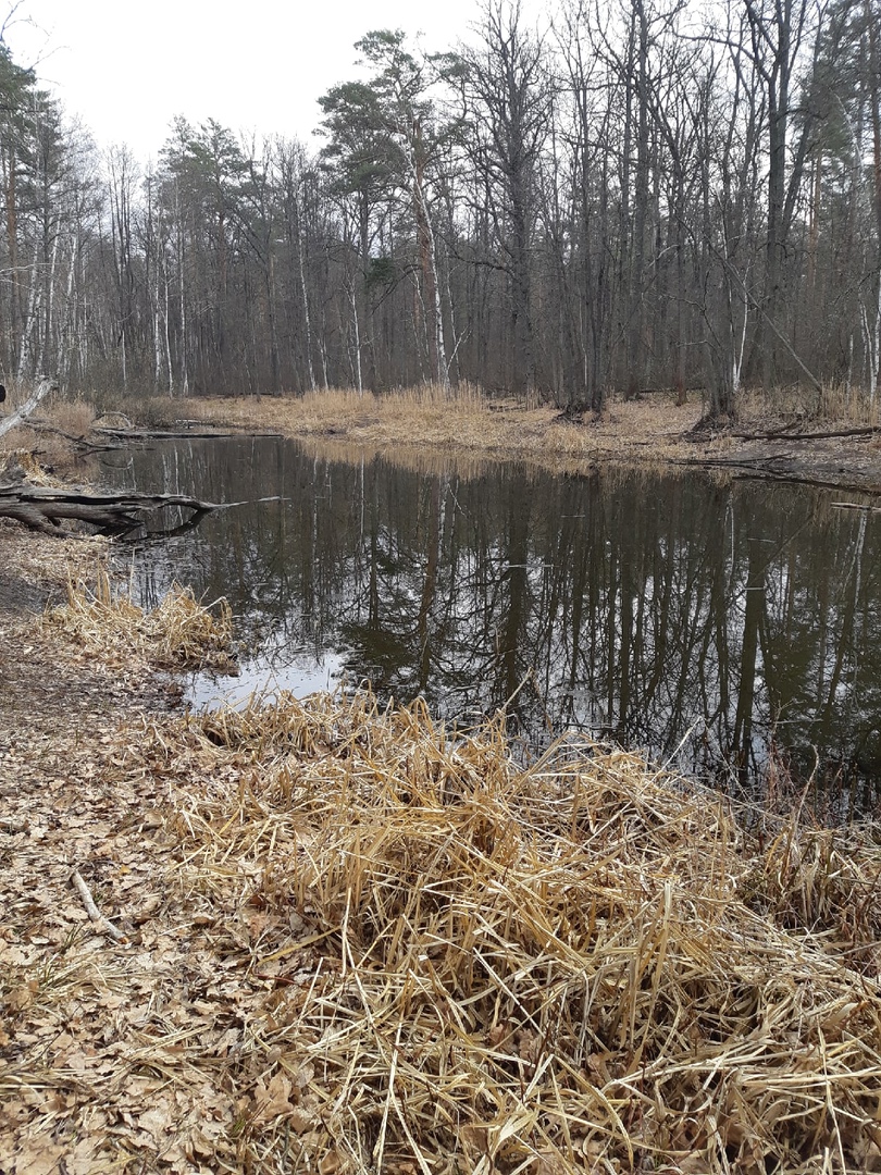 Черепашье озеро воронеж фото