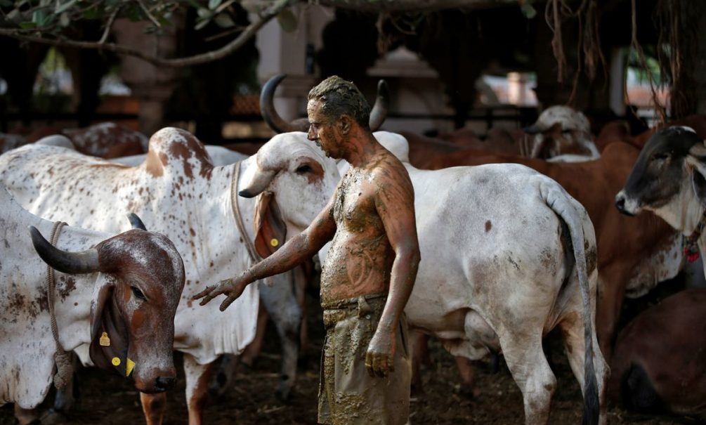 Депутаты рекомендуют пить коровью мочу, чтобы защитить себя от ковида в Индии 