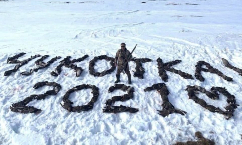 На браконьерском фото с «Чукоткой» из 200 убитых гусей оказался депутат-единоросс 