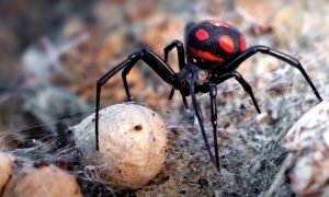 Ядовитые пауки-каракурты отправили в больницу 10 человек в Волгоградской области