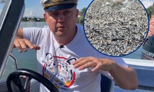 Экологическая катастрофа на Дону